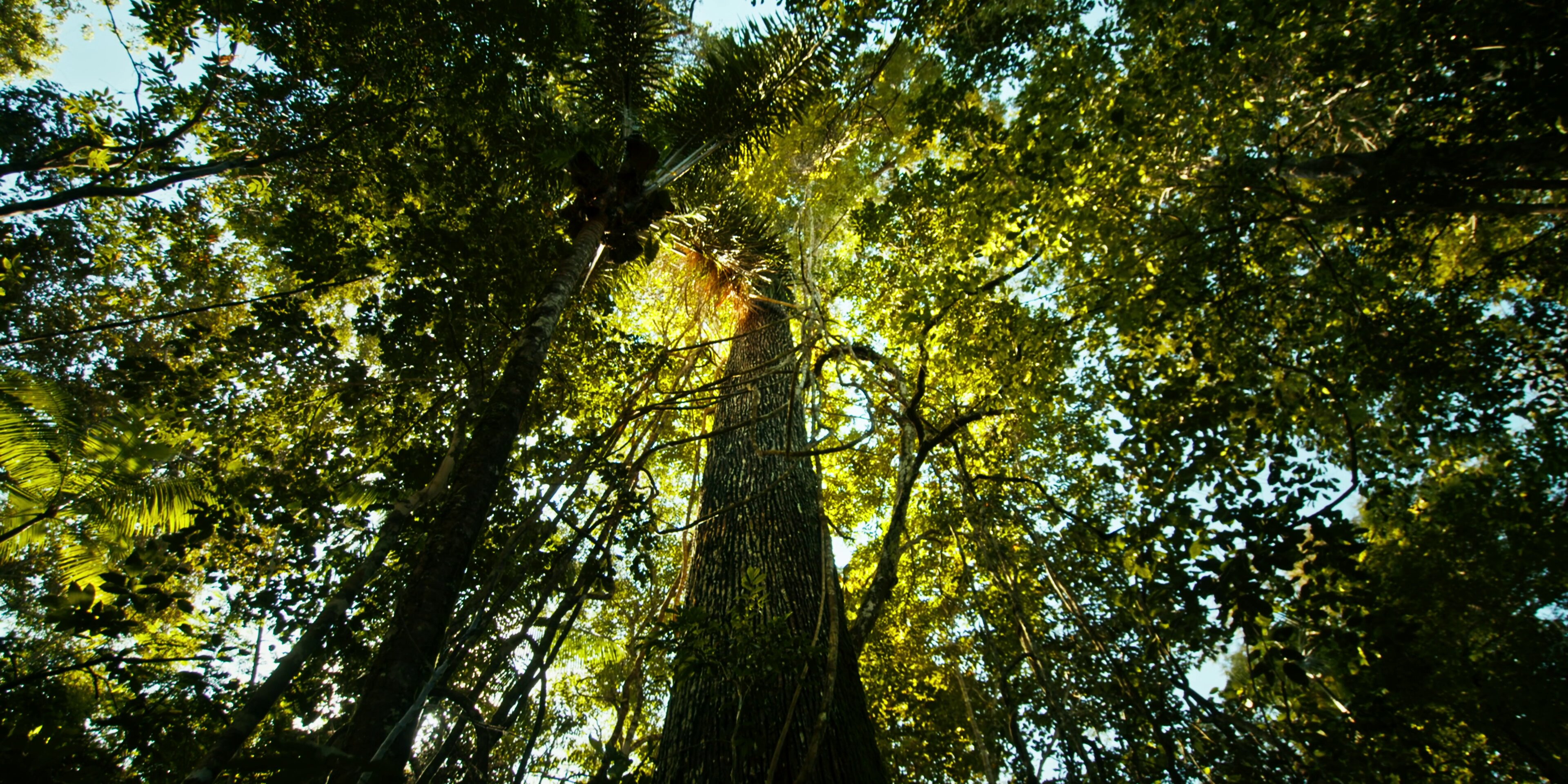 Árvore gigante da floresta amazônica com raios de sol filtrando pela copa
